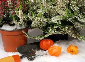 A gardener's Christmas wishlist