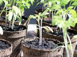 Veg for containers